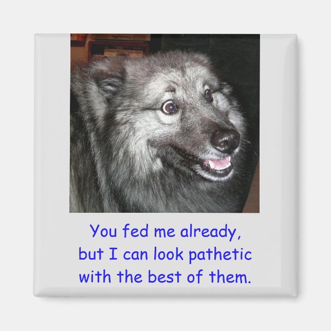 Aimant N'alimentez pas l'aimant du chien (Devant)