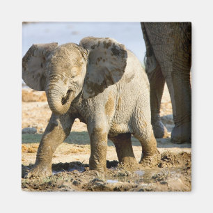 Aimant Namibie, Afrique : bébé éléphant d'Afrique