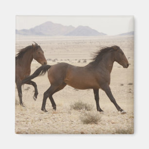 Aimant Namibie, Aus. Chevaux sauvages courant sur le Nami