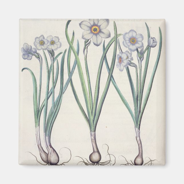 Aimant Narcissi: 1.Narcissus maximus medio purpureus; 2.N (Devant)