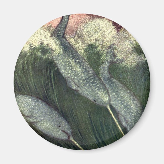 Aimant Narwhals vintages, Vie Marine Baleines Animaux mar (Devant)