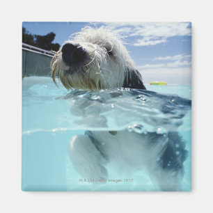 Aimant Natation de chien dans une piscine