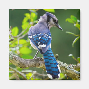 Aimant Nature Photographie Shy Blue Jay Vêtements Cadeaux