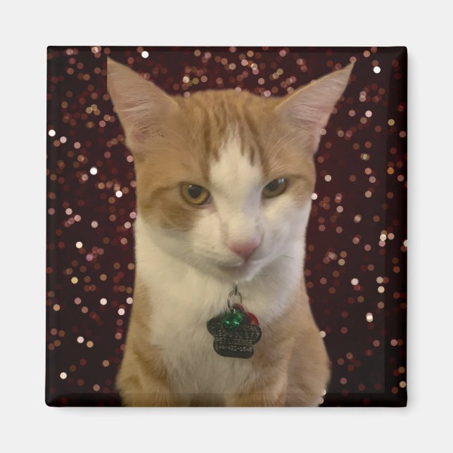 Aimant Naughty Cat (Devant)