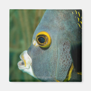 Aimant Néerlandais Antilles, Bonaire, plan rapproché