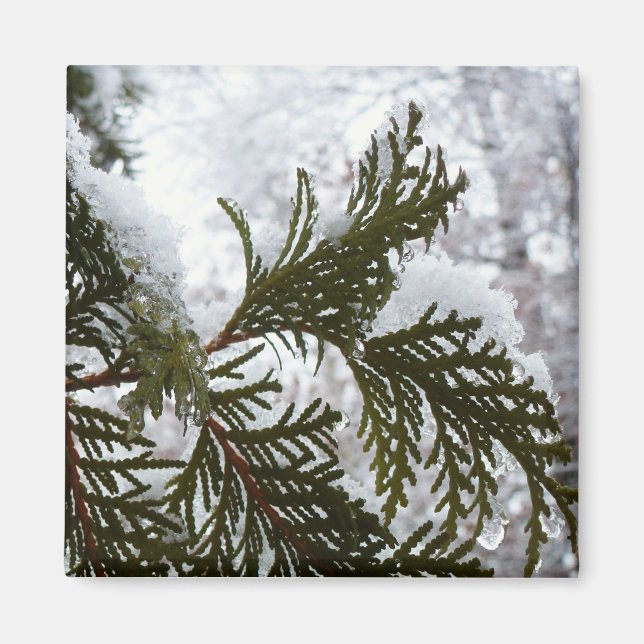 Aimant Neige sur les branches de feuillus persistants (Devant)