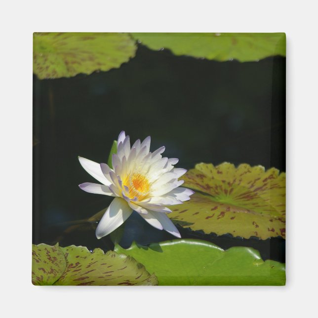 Aimant Nénuphar Lotus blanc (Devant)