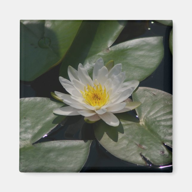 Aimant Nénuphar Lotus blanc (Devant)