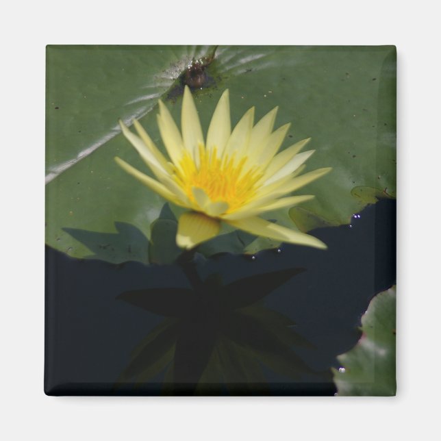 Aimant Nénuphar Lotus jaune (Devant)
