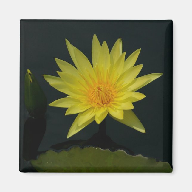 Aimant Nénuphar Lotus jaune (Devant)
