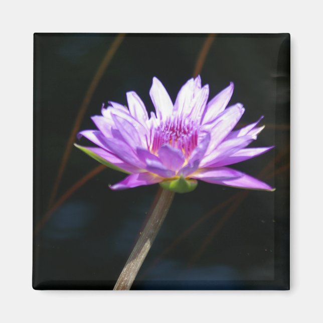 Aimant Nénuphar Lotus pourpre (Devant)
