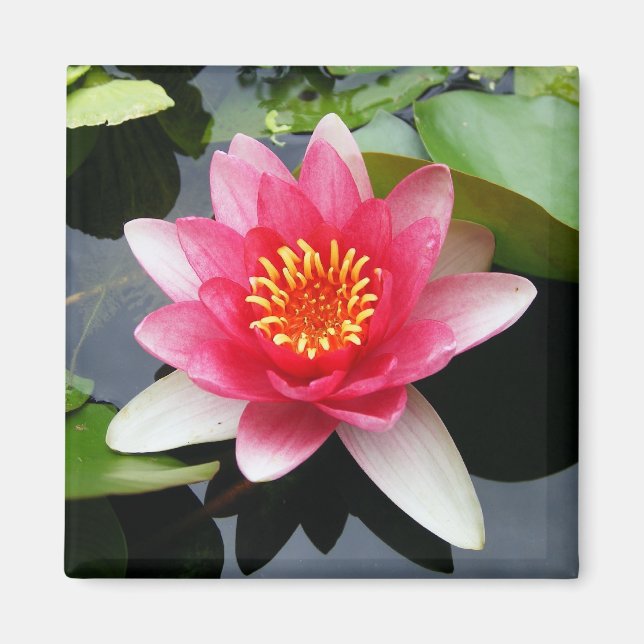 Aimant Nénuphar rose (Devant)