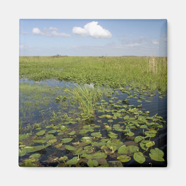 Aimant Nénuphars et sawgrass dans les Everglades de Flori (Devant)