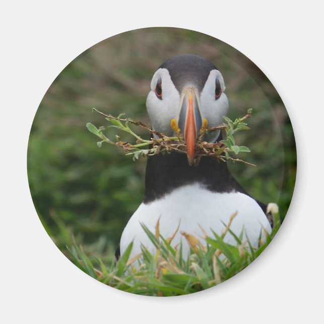Aimant Nest Builder Puffin (Devant)