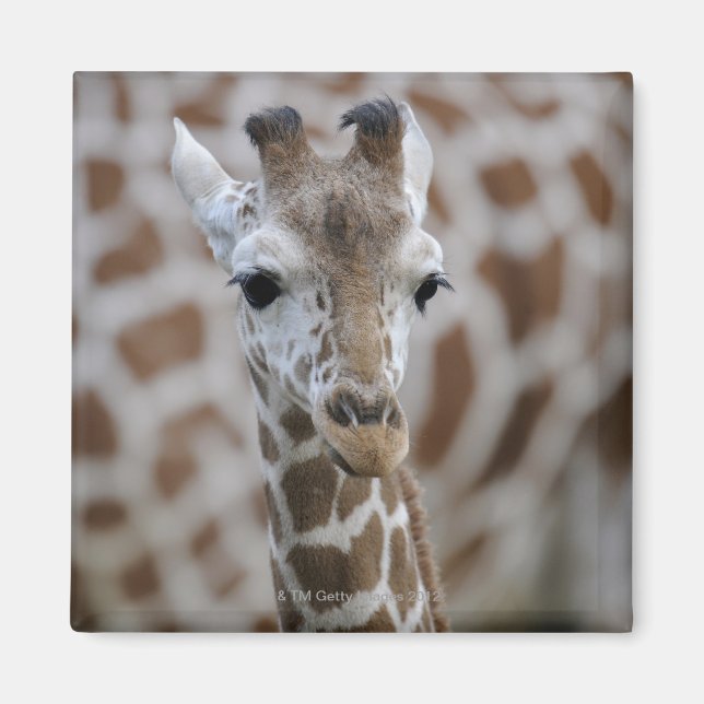 Aimant Netzgiraffe, Giraffa camelopardalis reticulata (Devant)