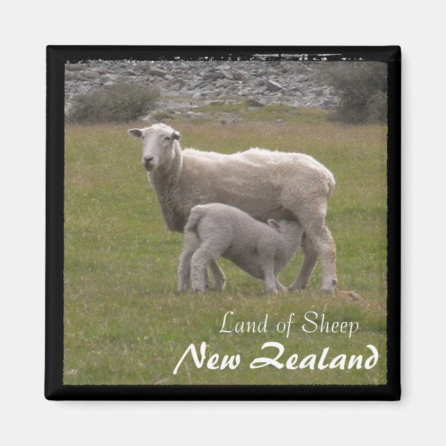 Aimant New Zealand, Lamb feeding No.2 (Magnet) (Devant)