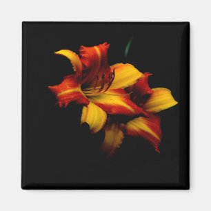 Aimant Night Lily...