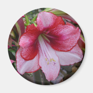 Aimant Noël Amaryllis Rouge Fête Florale