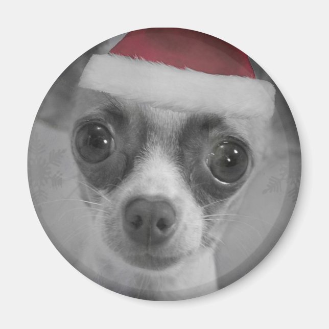 Aimant Noël Funny Chihuahua Chiuppy avec Santa Hat (Devant)