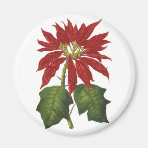 Aimant Noël vintage, poinsettia rouge plante d'hiver