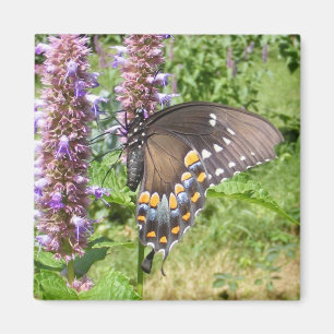 Aimant noir de ~ du machaon 63