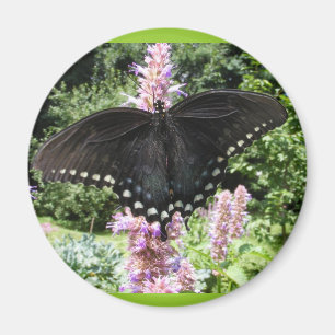 Aimant noir de ~ du machaon 67