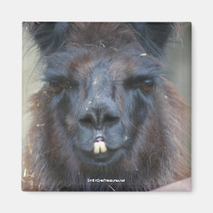 Aimant noir de photo de nature animale de lama