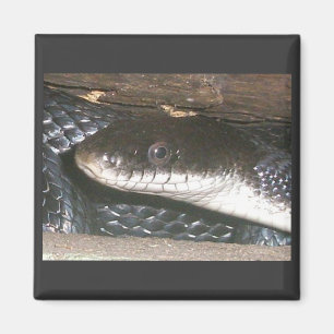 Aimant noir de serpent