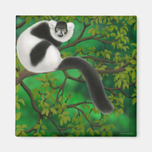 Aimant noir et blanc de lémur de Ruffed