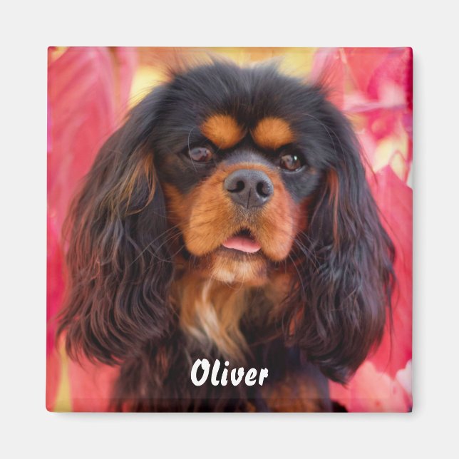 Aimant Noir et Tan Cavalier King Charles Spaniel Chien (Devant)