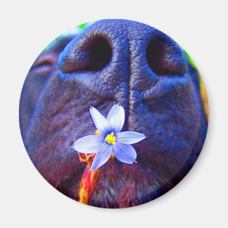 Aimant Noir mélange nez, petite fleur violette photo