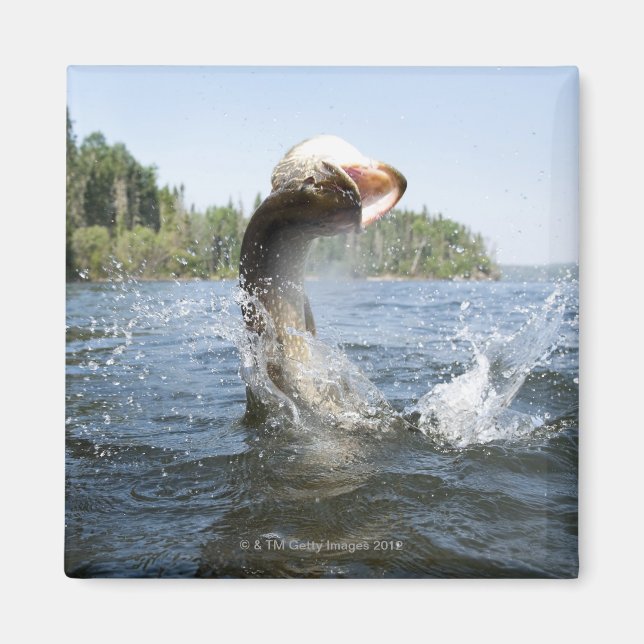Aimant Northern Pike sautant hors de l'eau dans un lac. (Devant)