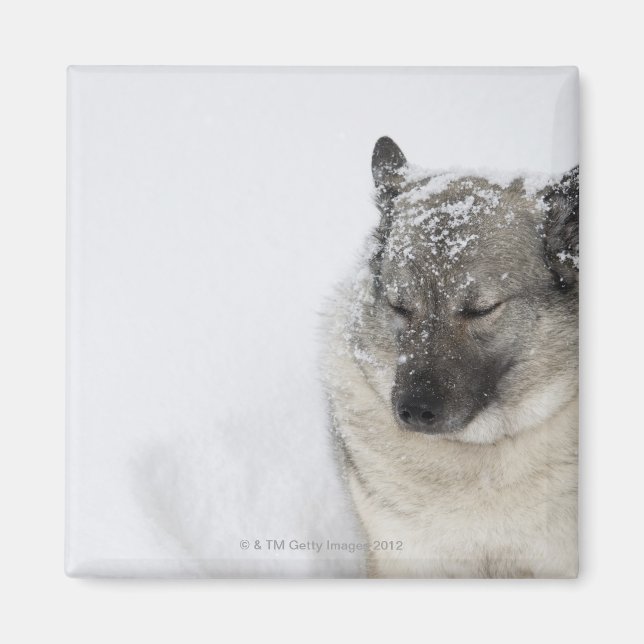 Aimant Norvégien Elkhound (Devant)