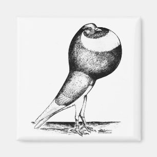 Aimant Norwich Cropper 1980