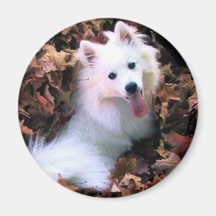 Aimant Notre chien Wiess que j'ai photographié !