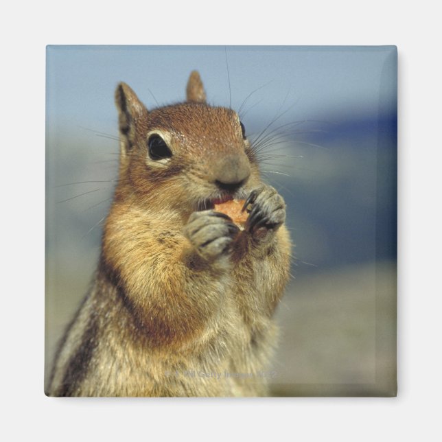 Aimant Nourriture d'écureuils (Devant)