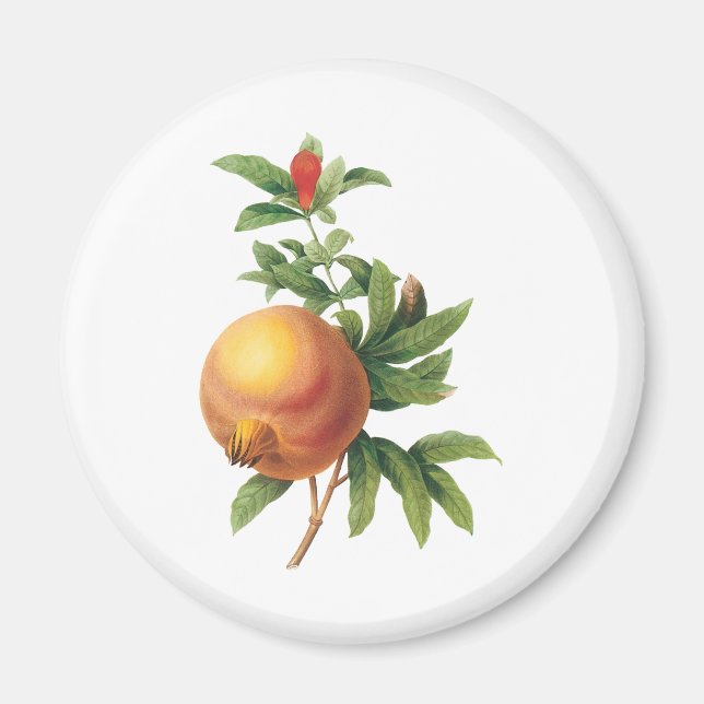 Aimant Nourriture vintage Fruit, Grenade par Redoute (Devant)