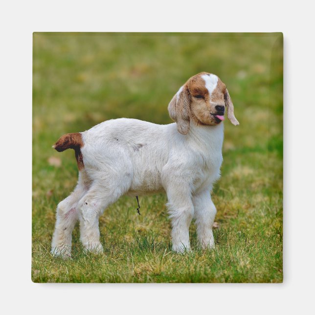 Aimant Nouveau-né Boer Chèvre Kid (Devant)