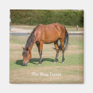 Aimant Nouveau poney forestier