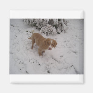 Aimant Nova_Scotia_Duck-Tolling_Retriever pup dans la nei