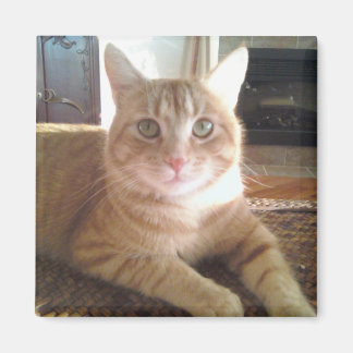 Aimant Nubby le chat