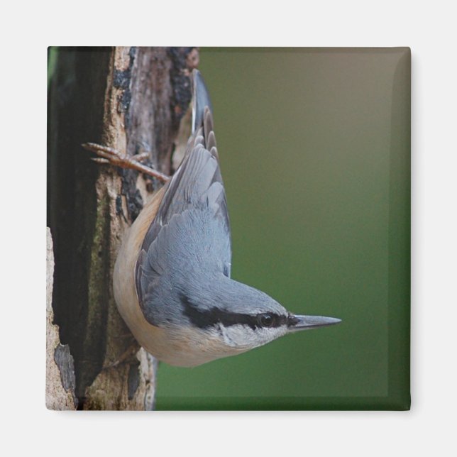 Aimant nuthatch (Devant)