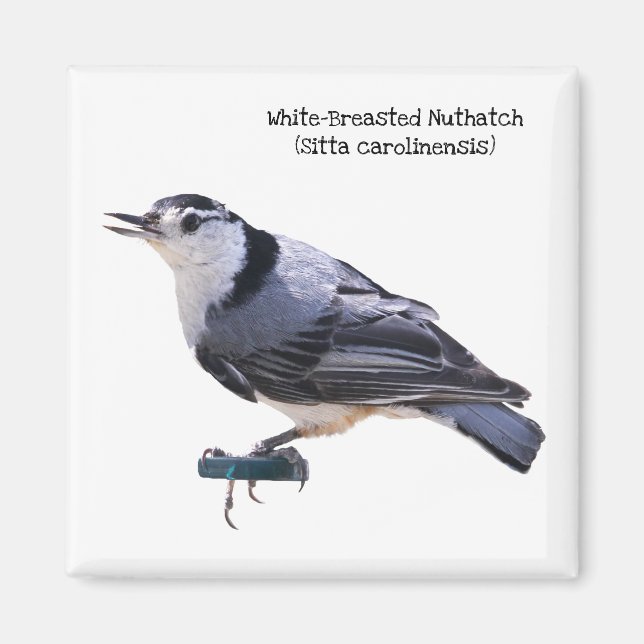Aimant Nuthatch à poitrine blanche (Devant)