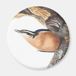 Aimant Nuthatch à poitrine rouge Audobon