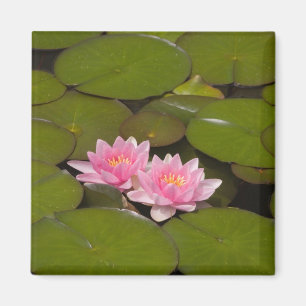 Aimant Nymphéas en fleurs