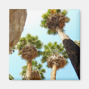 Aimant Oasis Palms dans le parc national de Joshua Tree