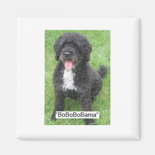 Aimant Obama Pet Portugais Water dog