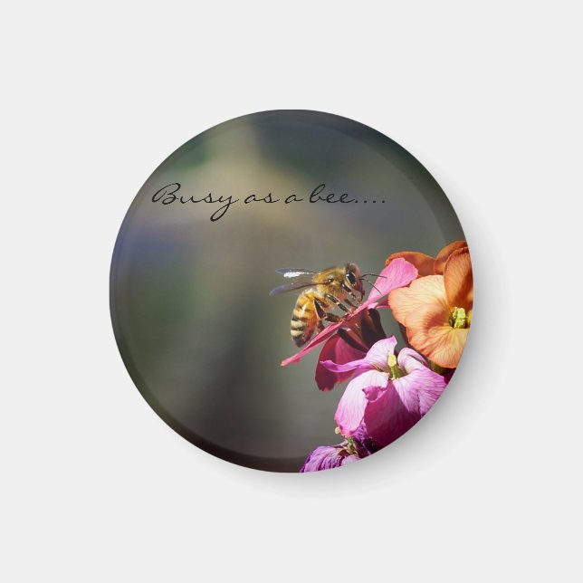 Aimant Occupé comme une récompense d'abeille... (Devant)