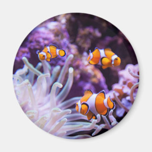 Aimant Ocellaris clownfish   Amphiprion ocellaris