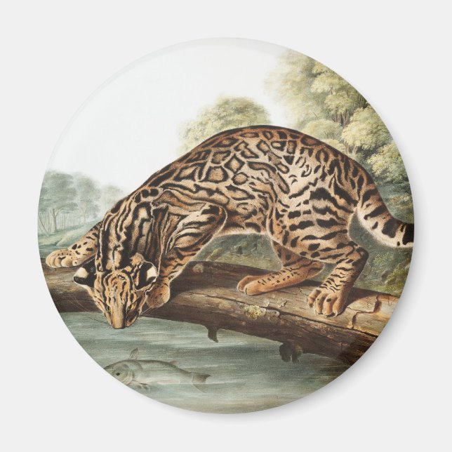 Aimant Ocelot, chat léopard (Felis pardalis) Illustration (Devant)